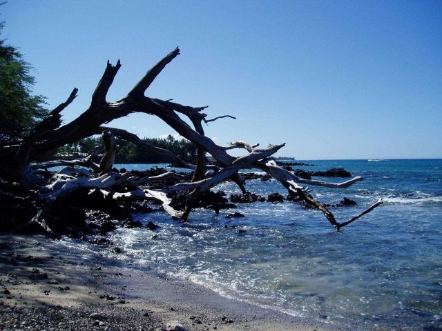 Picturesque dead trees, lava rocks, and blue water. Picture