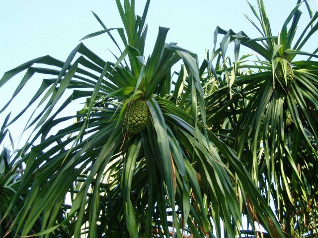 A variety of breadfruit? Picture