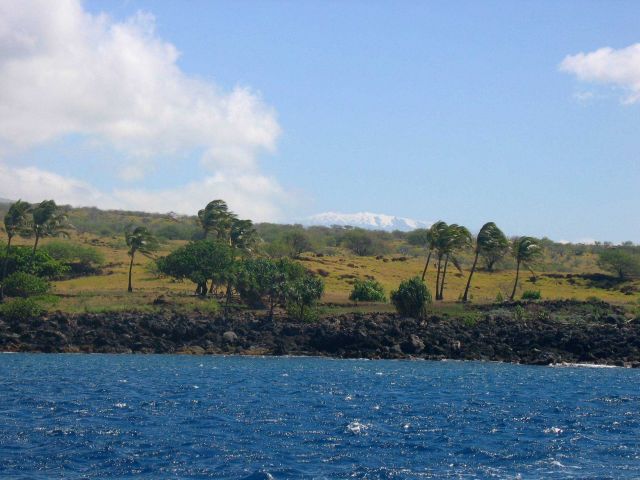 A snow-clad Mauna Kea looms above palm trees and a basaltic shoreline. Picture