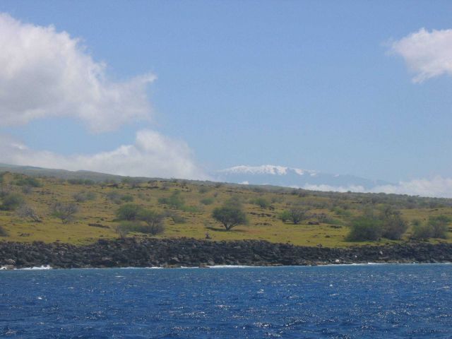 A snow-clad Mauna Kea looms above palm trees and a basaltic shoreline. Picture