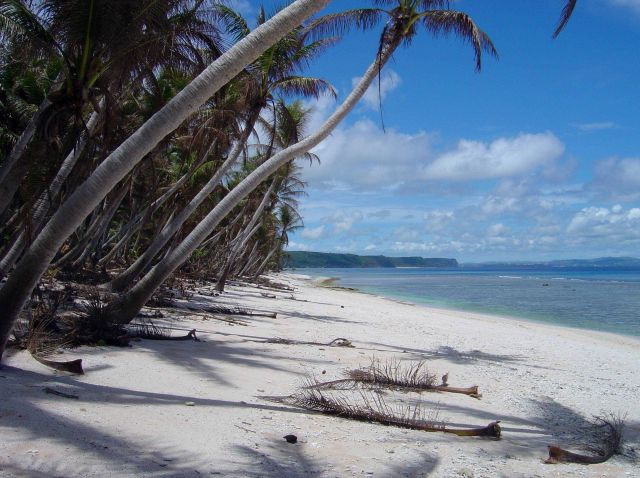 Palm trees overhanging a beach on Guam. Picture