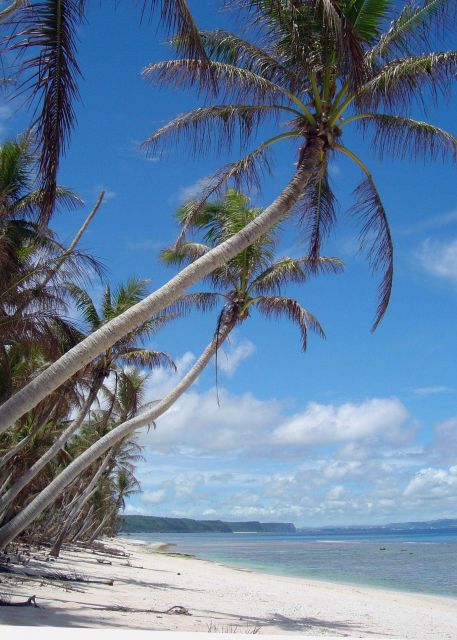 Palm trees overhanging a beach on Guam. Picture