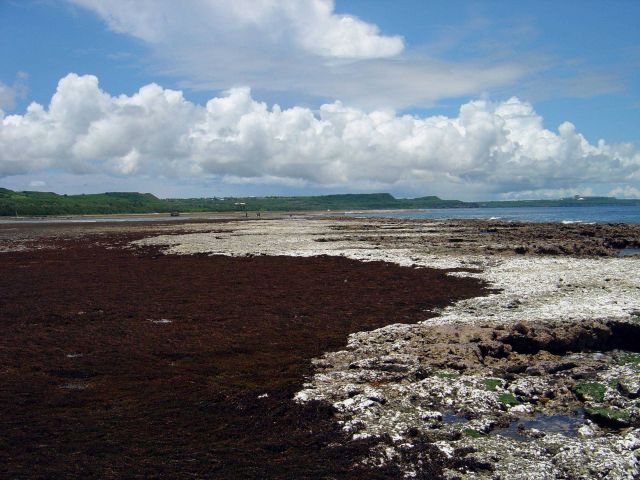 Uncovered reef flat with area of brown algae at low tide on the Guam coastline. Picture