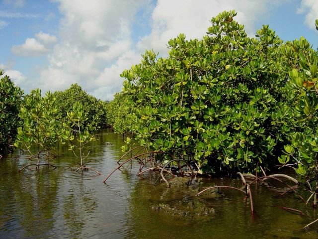 Mangroves growing in the coral rocks of the Guam coastline. Picture
