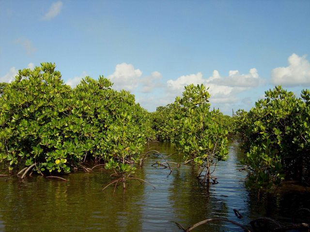 Mangroves growing in the coral rocks of the Guam coastline. Picture