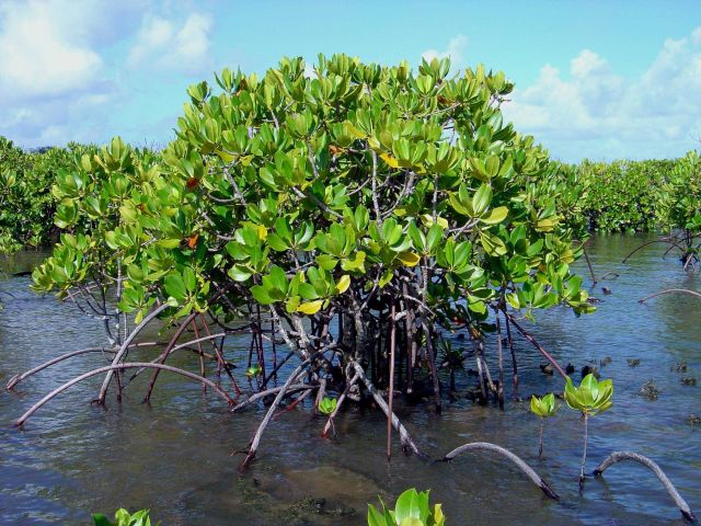 Mangroves growing in the coral rocks of the Guam coastline. Picture