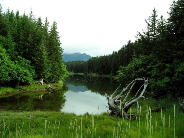A tidal creek near the airport at Seldovia. Picture