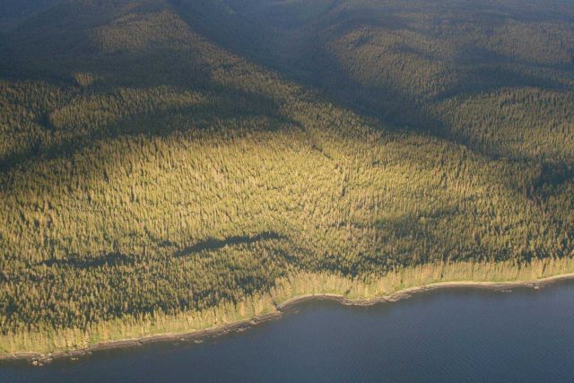 The timbered shores of Admiralty Island as seen from the air. Picture