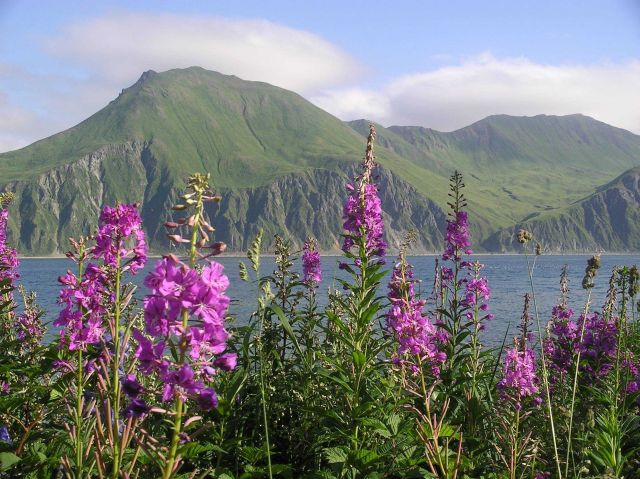 The Pass at Dutch Harbor seen through a stand of lupin. Picture