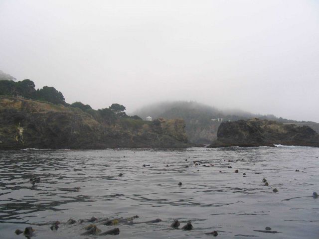 A diver's eye view of the Mendocino coastline Picture
