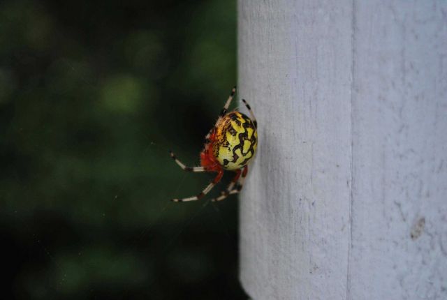 Epeira or orb spider on shed Picture