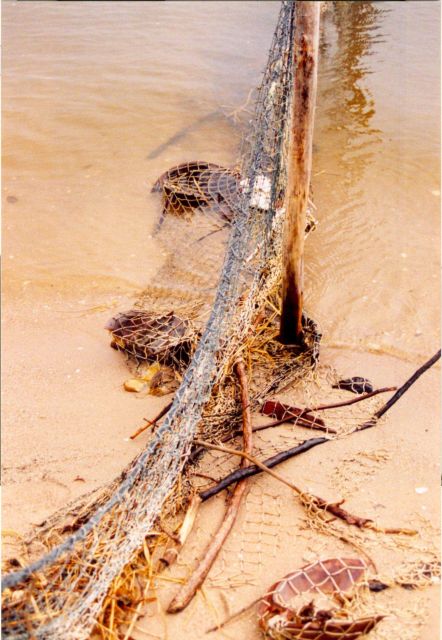 Illegally set poundnets entrapped and killed horseshoe crabs. Picture
