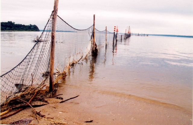 Illegally set poundnets too close to shore. Picture