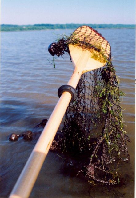 A ghost fishing net still captures and kills many aquatic animals. Picture