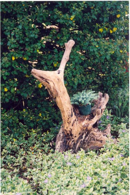 Large piece of driftwood adorned with flowerpots in a Patuxent River area garden Picture