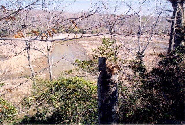 A tidal creek at low tide Picture