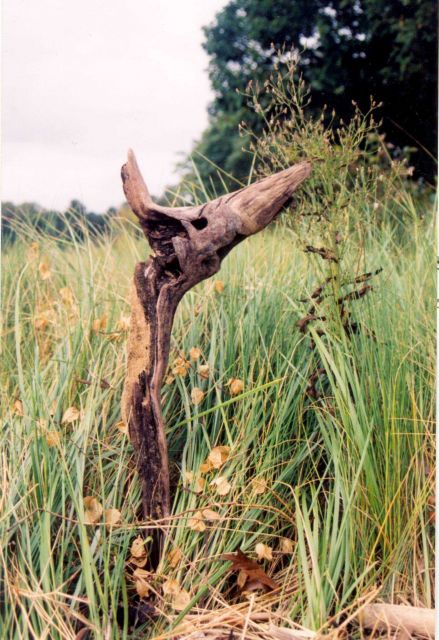 Driftwood adrift in a sea of grass. Picture