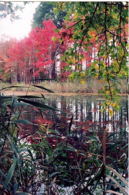 Tidal pond near the Chester River. Picture