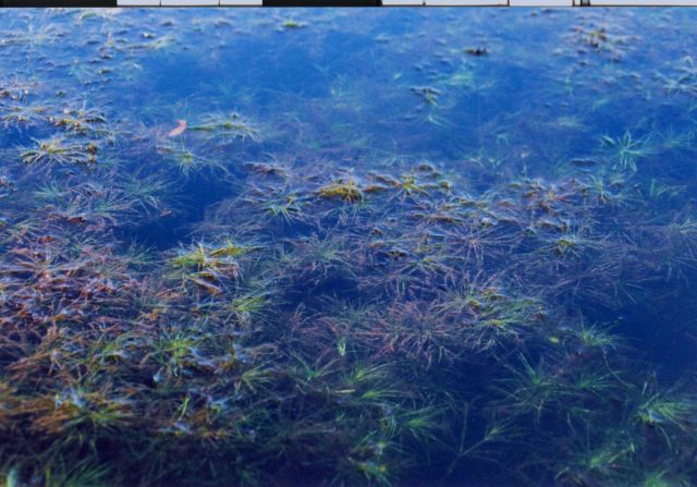 Naiad (Najas sp.) submerged aquatic vegetation in the Patuxent River. Picture