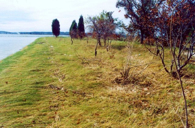 Post Hurricane Isabel shoreline saved from erosion by grasses. Picture