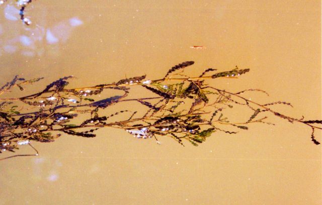 Curly pondweed in a Patuxent River marsh. Picture