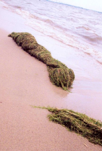 Horned pondweed washed up on the beach. Picture