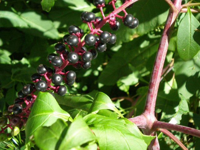 Poke berries Picture
