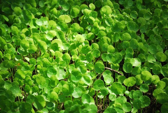 Unidentified wetland plant found along the Patuxent River. Picture