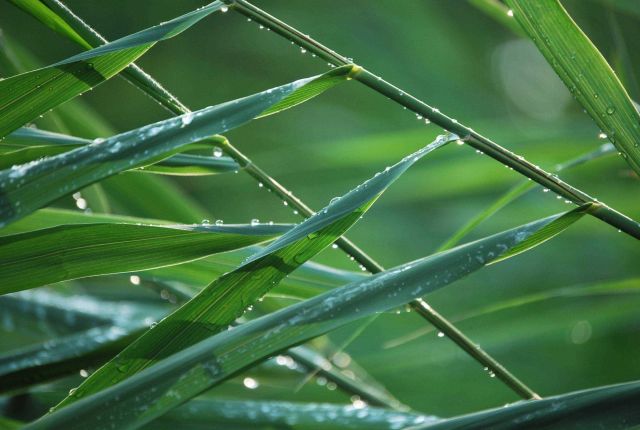 Non-indigenous pampas grass after a rain. Picture