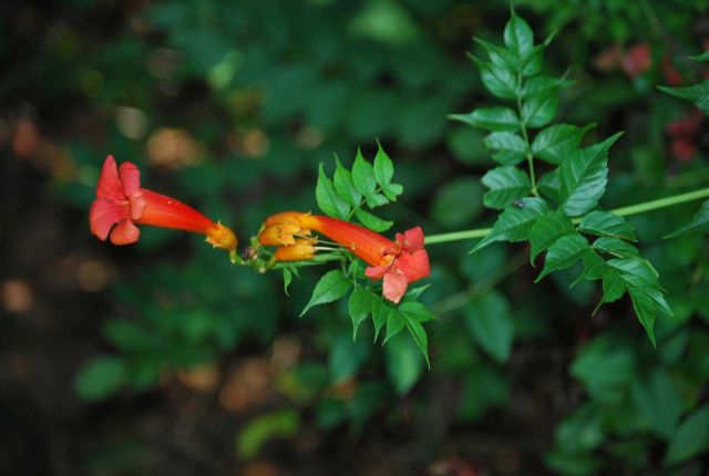 Trumpet vine flowers. Picture
