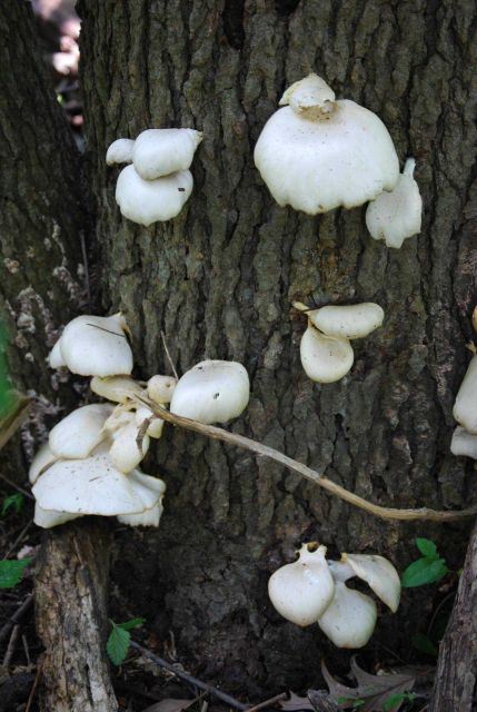 Fungus on a tree trunk. Picture