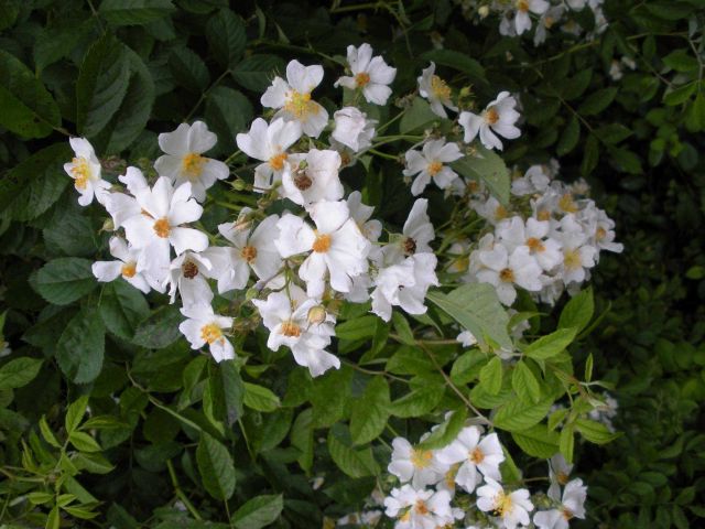 The invasive species multiflora rose (Rosa multiflora) Picture