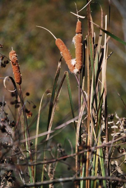 Cattails on Parkers Creek. Picture