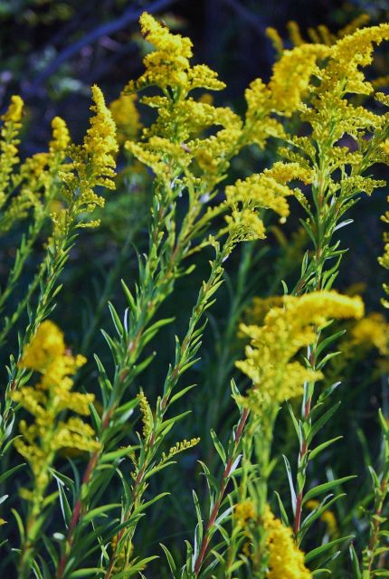 Goldenrod (Solidago canadensis) Picture