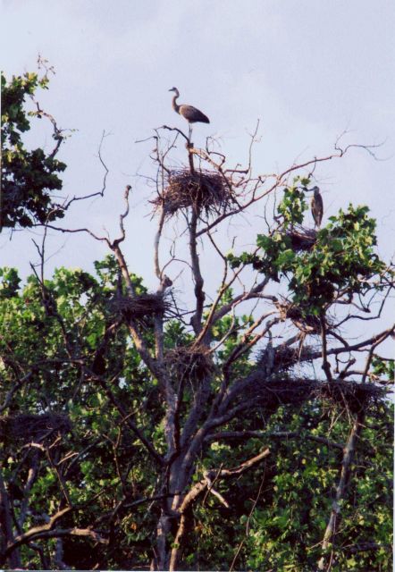 Patuxent River heronry. Picture