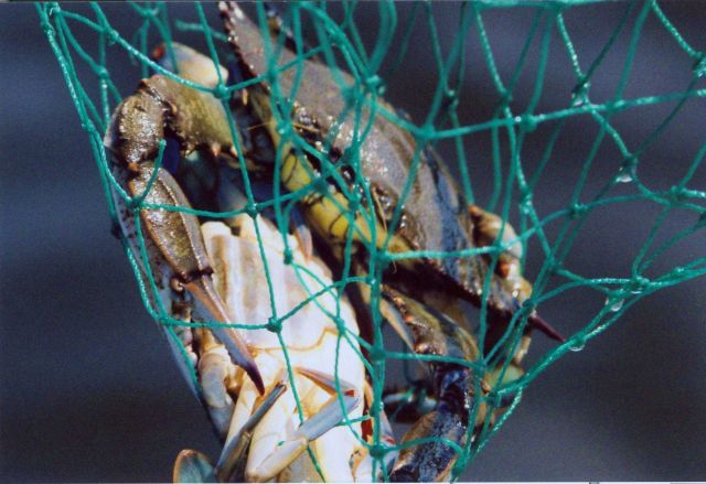 Blue crab doubler in net Picture