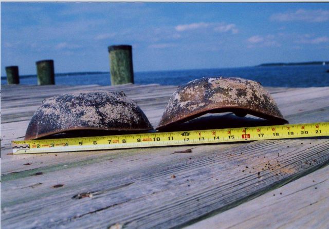 A pair of horseshoe crabs -female on the left, male on the right Picture