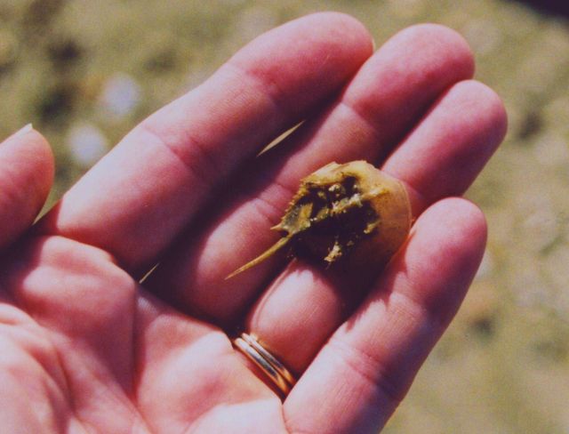 A baby horseshoe crab. Picture