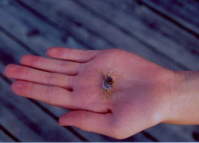 A baby blue crab. Picture