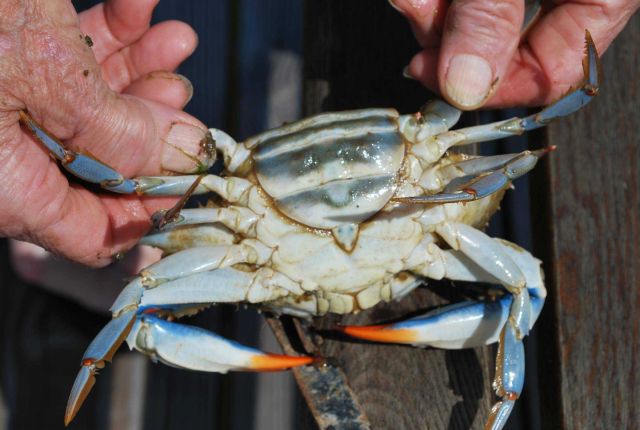 Underside of adult female blue crab, called sook by watermen Picture