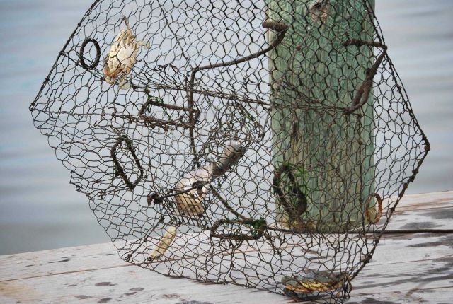 Crab pot with terrapin excluders installed. Picture