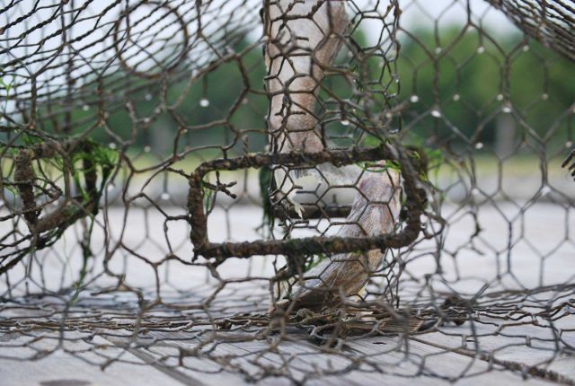 Crab pots with terrapin excluders. Picture