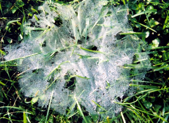 Morning dew on a large basket web. Picture