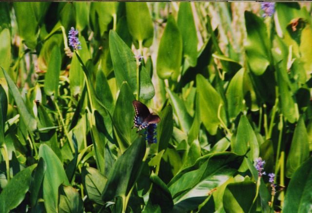 Butterfly on arrow arum in the Patuxent River. Picture