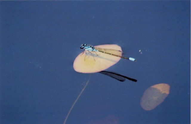 Damselfly resting on a lily pad. Picture