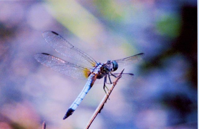 A dragonfly. Picture