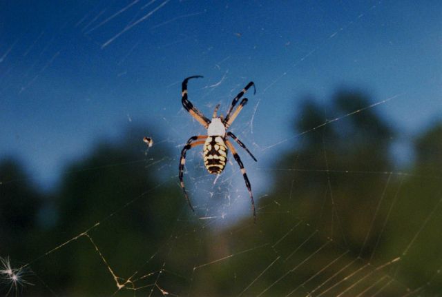 A large yellow and black spider with its web over a creek. Picture