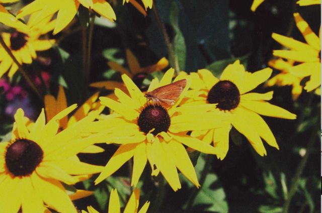 A skipper on brown-eyed susan flowers. Picture