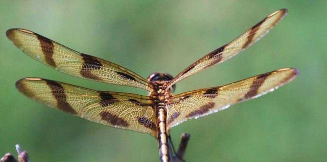Dragonfly Picture