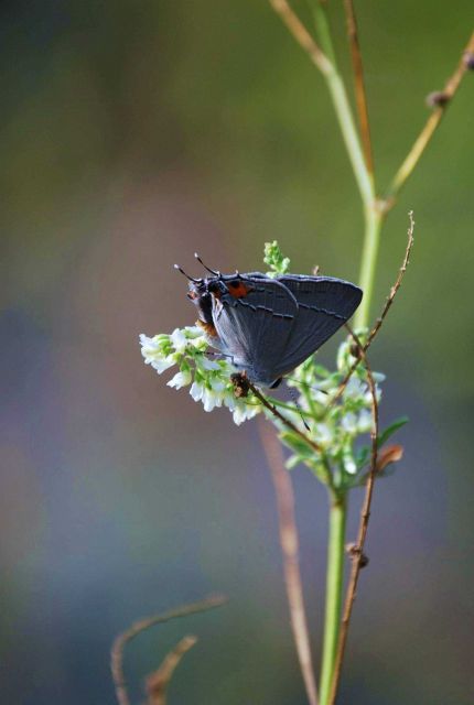 A skipper on vegetation in a Patuxent River tidal pond. Picture